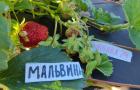 Купить саженцы сорта клубники Мальвина