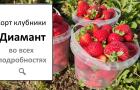 Купить саженцы клубники Диамант