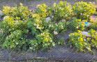 Купить саженцы земклуники Купчиха