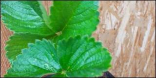 Купить саженцы сорта клубники Мальвина