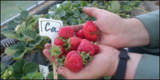 Купить саженцы сорта клубники Сан Андреас