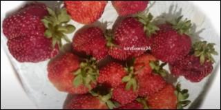 Гигантелла саженцы