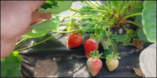 Купить саженцы сорта Азия