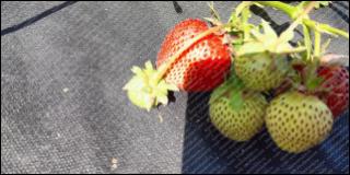 Купить саженцы клубники Фестивальной