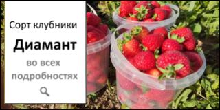 Купить саженцы клубники Диамант