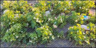 Купить саженцы земклуники Купчиха