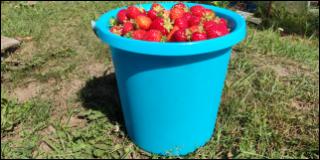 Кабрилло саженцы клубники купить