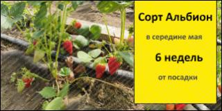 Саженцы сорта Альбион купить