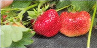 Купить саженцы Чамора Туруси, сорт с огромными ягодами