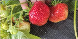 Купить саженцы сорта клубники Царица