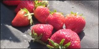 Ягоды сорта Мормелада