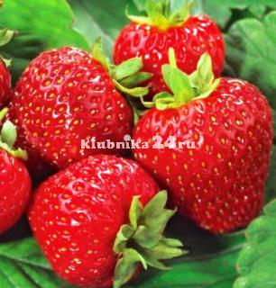 Фото ягод сорта клубники Дукат.