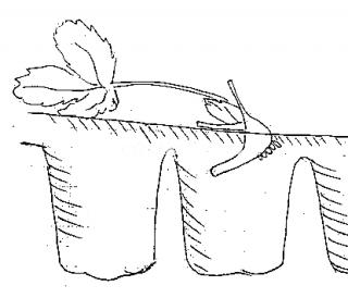 Как укоренить усы земляники садовой