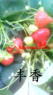 Фенг Сянг Fengxiang (丰香)