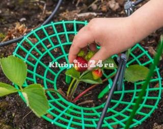 Руководство по выращиванию клубники. Подставка для клубники