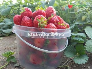 Полное руководство по обрезке клубники для начинающих