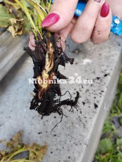 Почему чернеют корни у клубники?