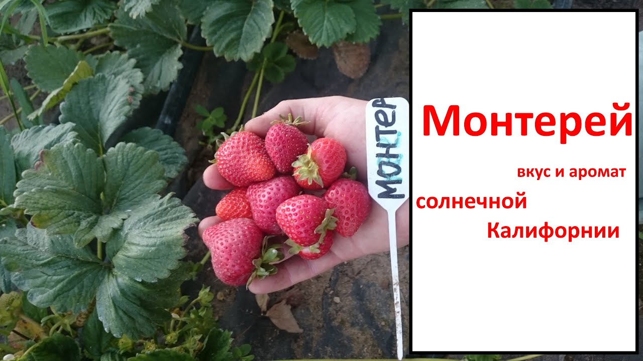 Клубника Монтерей. Клубника Дукат. Клубника Монтерей описание сорта.